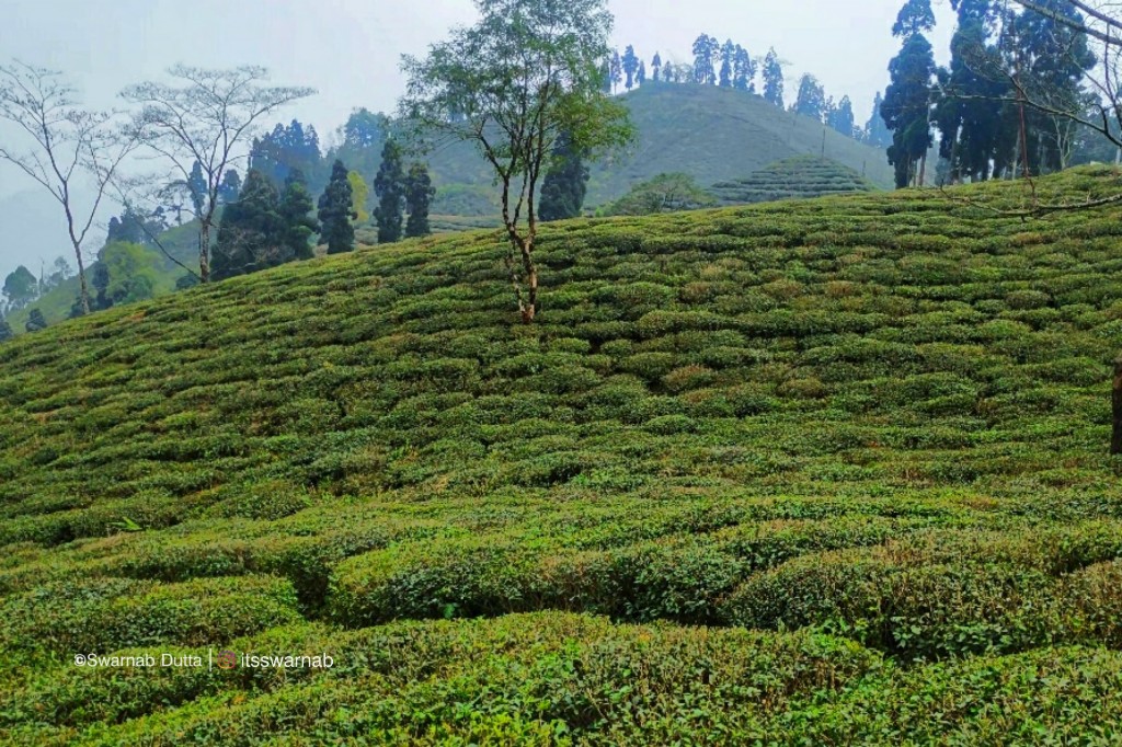 Rangli rangliot tea garden