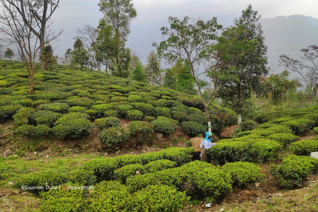 woman plucking tea at Teesta valley tea estate