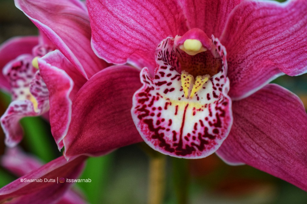Wild orchids takdah