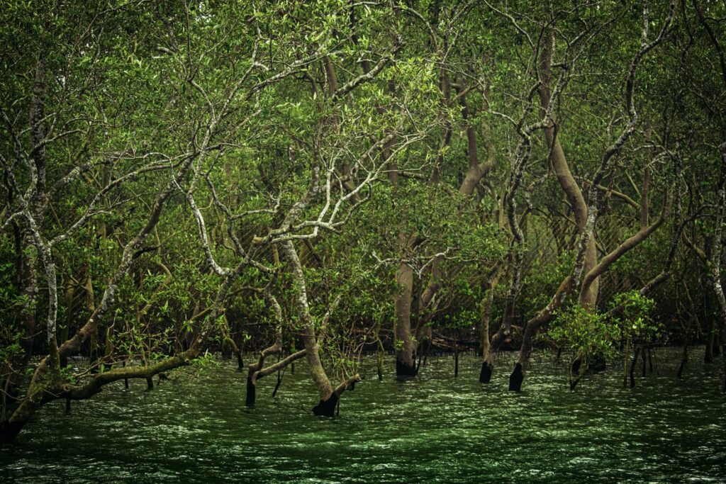 sundarban mangroves
