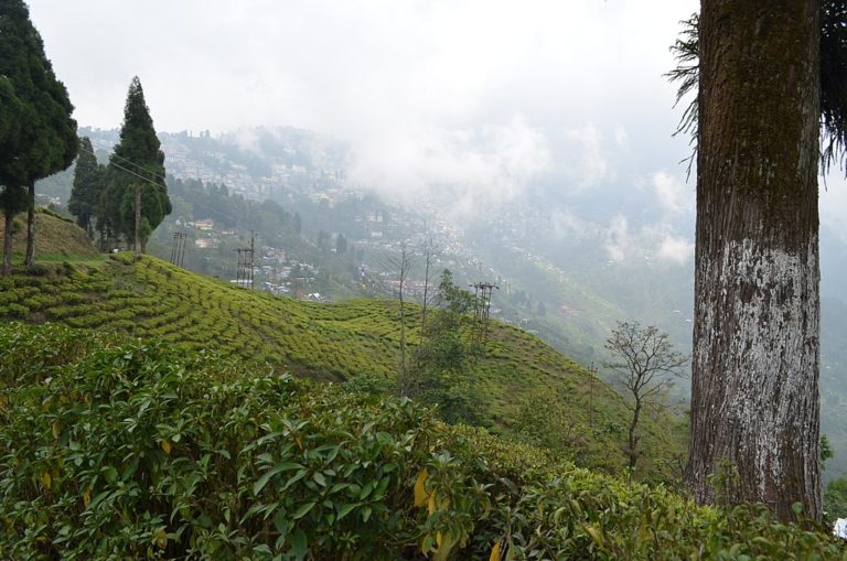 5 Famous Tea Gardens (Tea Estates) In Darjeeling Swarnab Dutta