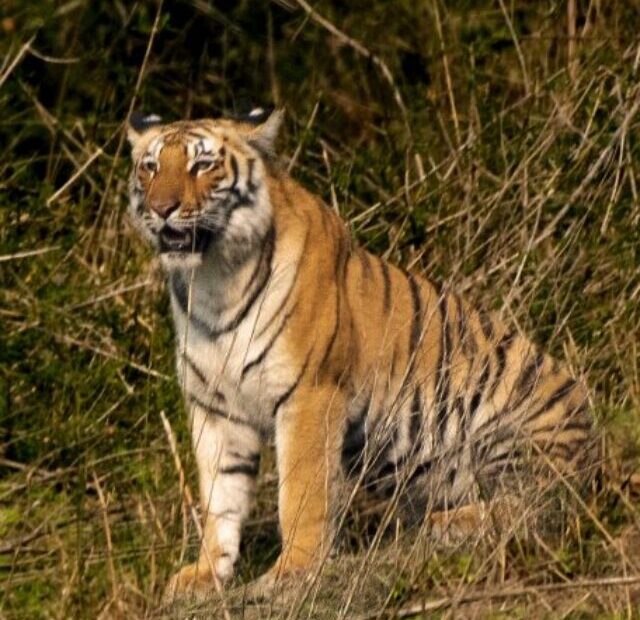 cropped-royal-bengal-tiger.jpeg