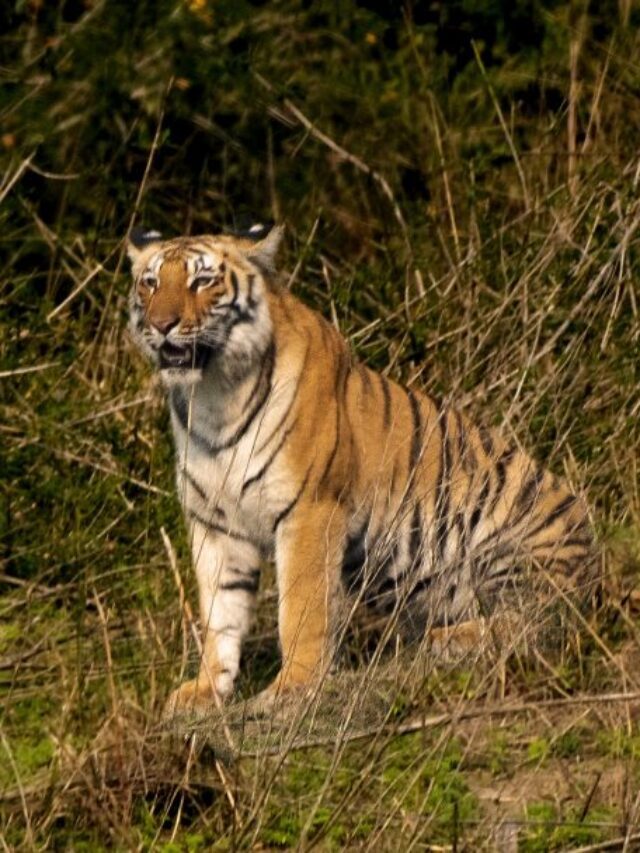 9 Interesting facts about the Sundarbans