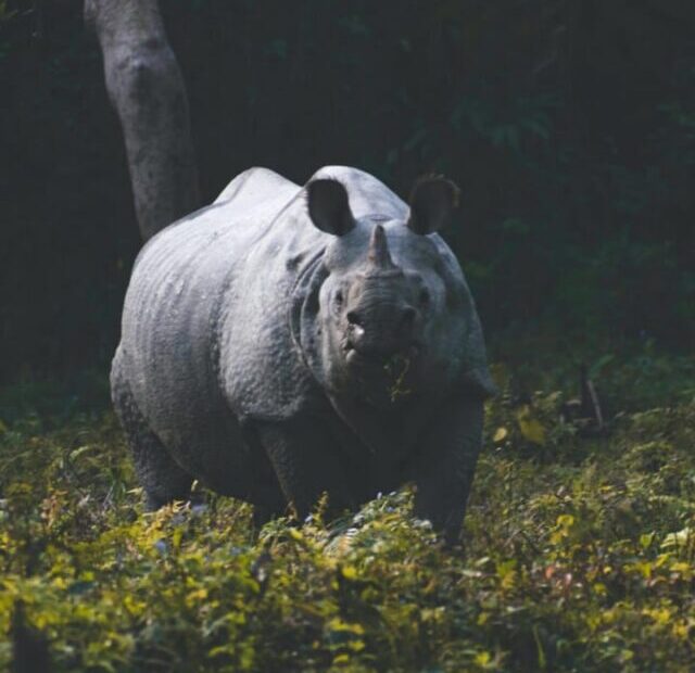 cropped-One-horned-rhino-assam.jpeg