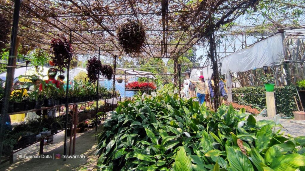 Various plants in Pine View Nursery, Kalimpong