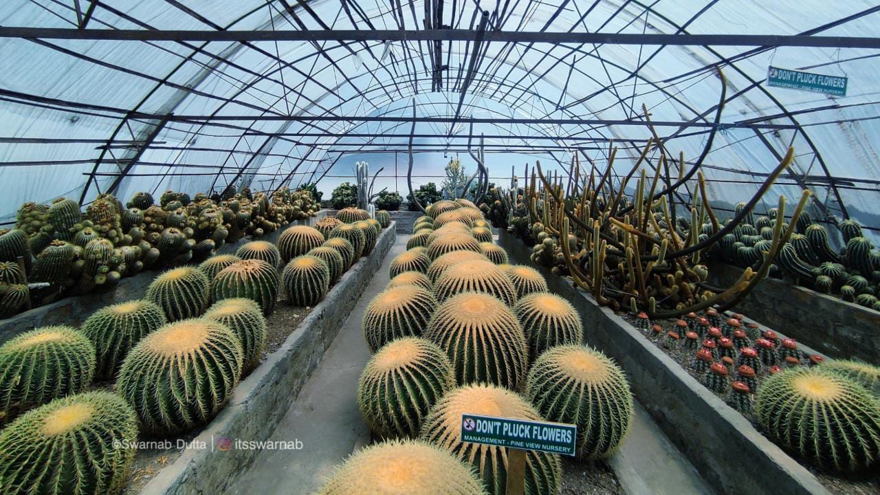 Pine View Nursery (Kalimpong) Timings, Entry Fee, And More