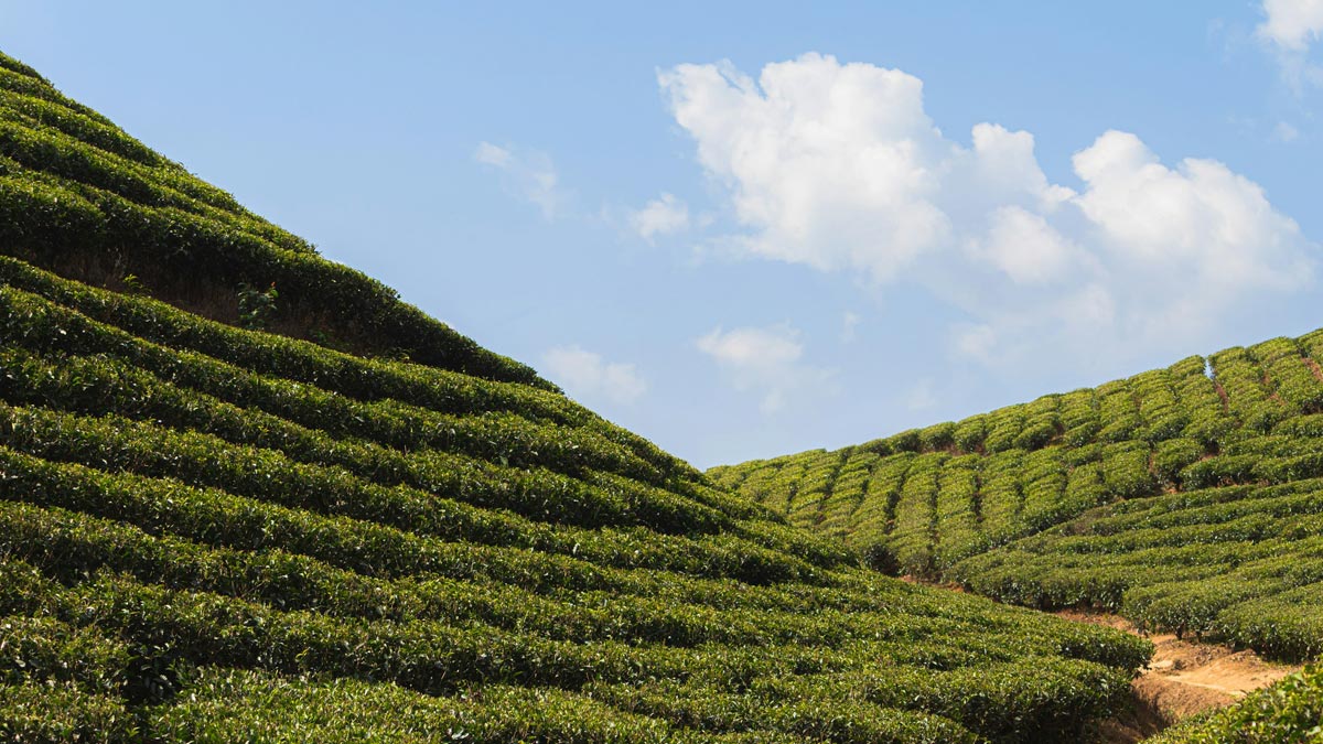 Falakata Alipurduar Tourist Spots Things To Do History falakata-alipurduar-tourist-spots-things-to-do-history